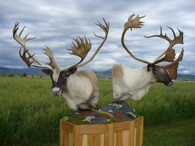 Brian and Cassie Pedestal Caribou