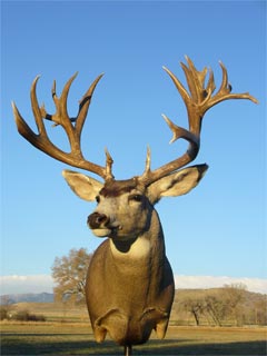 Colorado Mulie 244 4/8 in.