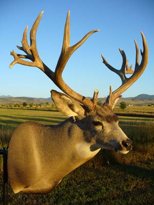 Colorado 42in. Mulie