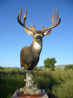 Hugh May Pedestal Mulie