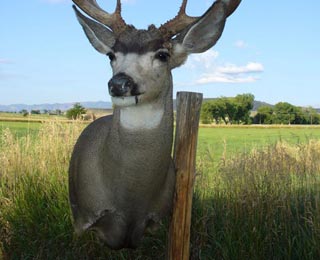 Hugh May archery mulie