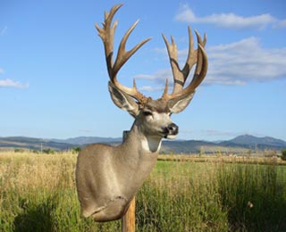 Hugh May archery mulie