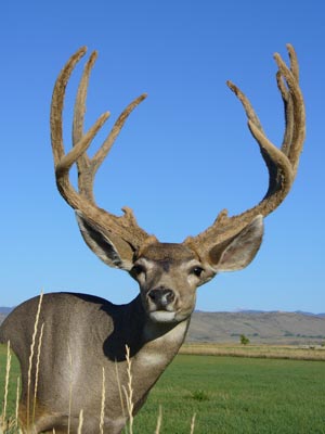 Mindys 07 archery Mulie