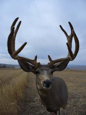 Anne's Colorado Archery Mulie