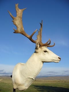 White Fallow