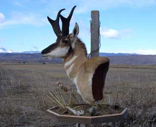 Antelope Pedistal - Brett