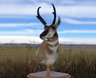 Antelope Pedestal - Lou