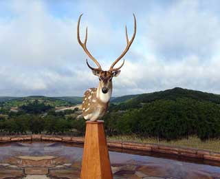 Axis Deer - Paige Menard