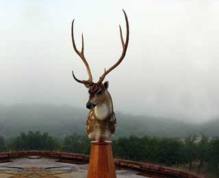 Axis Deer - Paige Menard