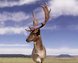 Beautiful Spotted Fallow Deer