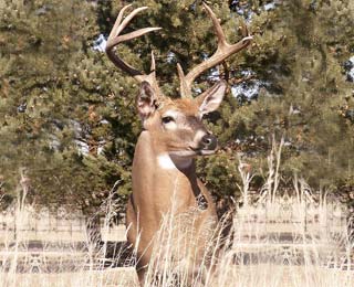Can you believe this is actually a mounted whitetail?