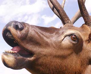 Check out the detail in this trophy mount!