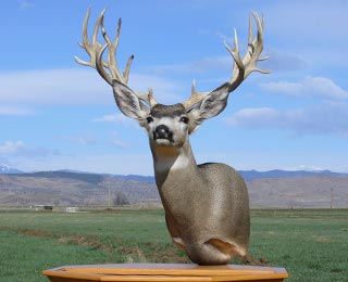Colorado Mulie