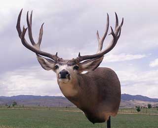 Colorado Mule