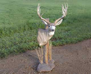 Custom Mule Deer Pedistal Mount
