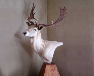 Fallow Deer - Pedestal Mount