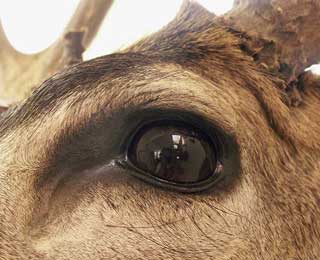 Its all in the eyes.