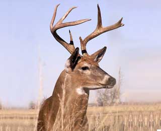 Kansas Whitetail 2005