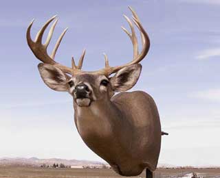 Kansas Whitetail - Will