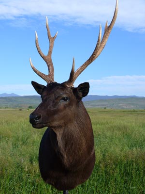 Sika