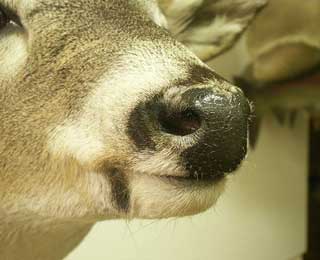 Whitetail nose reference