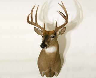 Whitetail