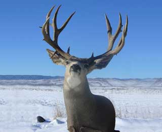 Wyoming Mulie