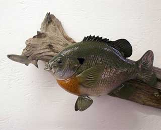 Unbelievable 15-inch 2.5 lb. Bluegill