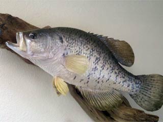 18in Texas Crappie