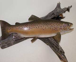 23-inch Brown Trout