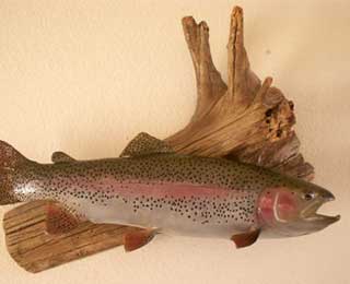 23-inch Rainbow Trout