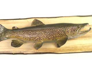 25-inch German Brown Trout