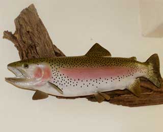 28-inch Rainbow repro.