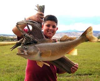 30 plus-inch Local Walleye