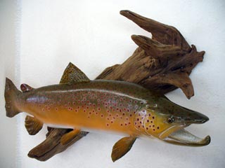30 in. Brown trout