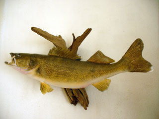 32in. Colorado Walleye