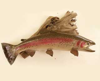 33-inch Wyoming Rainbow repro.