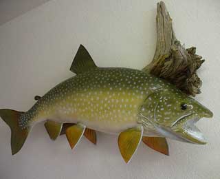 34-inch Laker