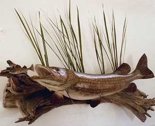 40-inch Canadian Northern