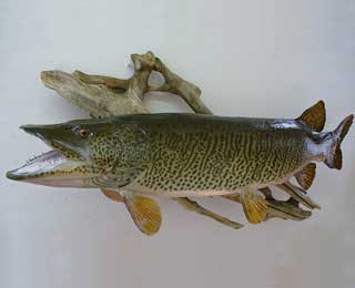 46-inch Northern