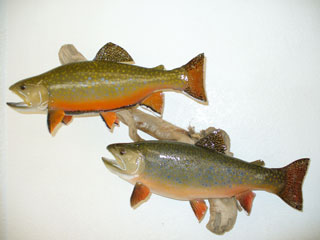 Colorado Brookies