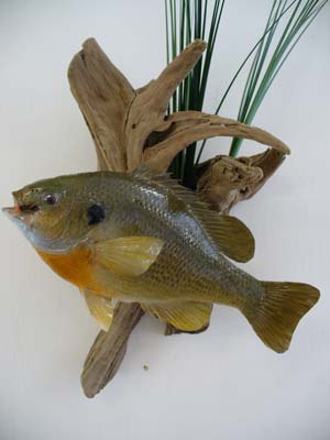 11in. Bluegill