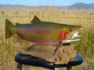 Pedestal Trout