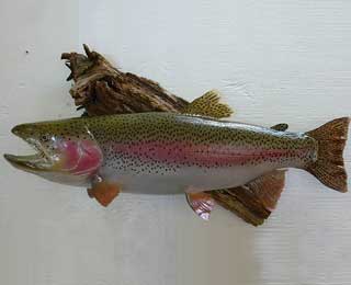 Rainbow - Jermy