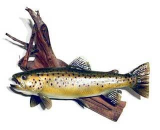 Reproduction Brown Trout