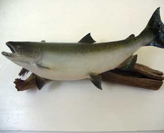 Silver Salmon skin mount