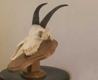 9.5-inch Mt. Goat Billy
