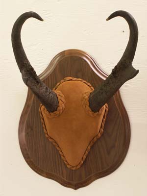 Antelope Horn Plaque