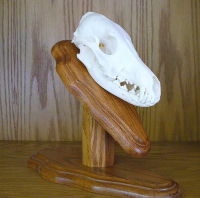Coyote Skull