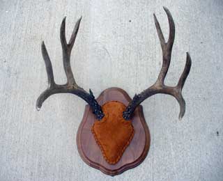 Mule Deer Horn Plaque